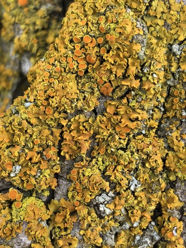 Photograph of Xanthomendoza fallax lichen in its natural habitat