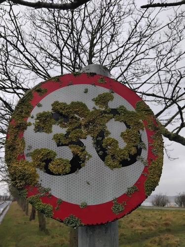 Photograph of Xanthoria parietina lichen in its natural habitat