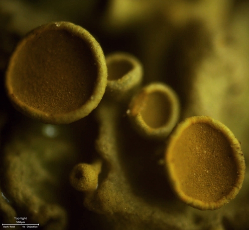 Xanthoria parietina photograph