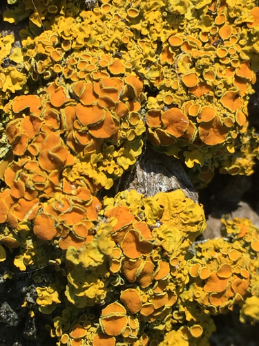 Xanthoria parietina photograph
