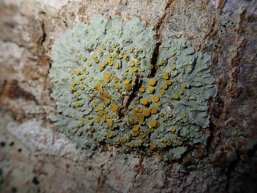 Xanthoria parietina photograph